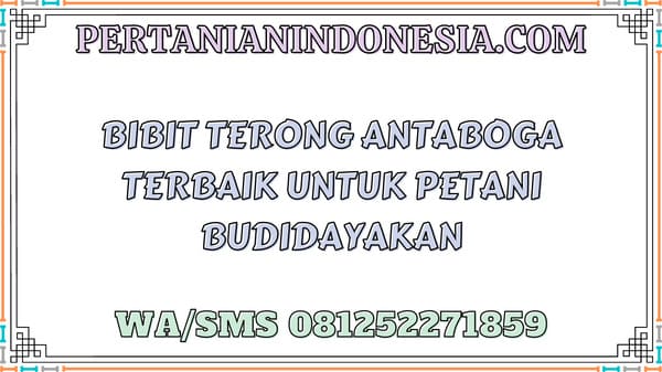Bibit Terong Antaboga Terbaik Untuk Petani Budidayakan